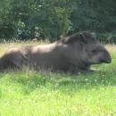 Tapirus terrestris in the Silesian Zoological Garden 02