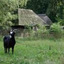 Górnośląski Park Etnograficzny DSC 8285