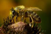 Zapraszamy do budowy pszczelej rabaty
